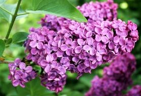 Lilac Spring Summer Plant