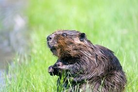 Beautiful, cute and colorful beaver among the green grass near the pond