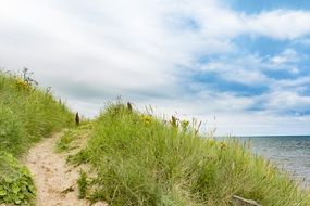 landscape of green Grass on dunes at Ocean, uk, scotland