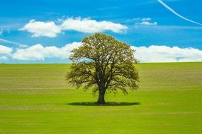 Lonely tree on a field