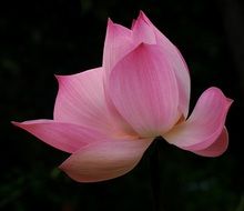 pink flower on a black background