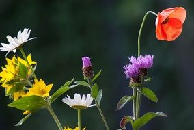 Natural Wild Flowers