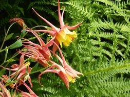 stunning Columbine Wild Flower