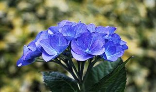blue hydrangea flowers in the garden