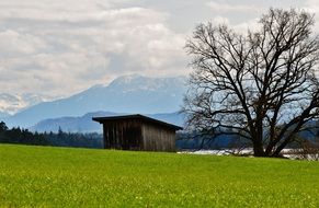 wooden house on a green meadow