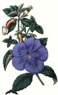 cupid's bow Flower