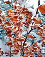 autumn foliage in frost close up