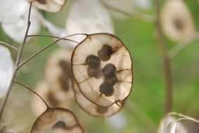 tree seeds in autumn