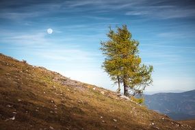 hillside green tree