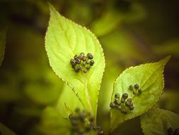 seeds on the background of leaves of a Japanese exotic plant