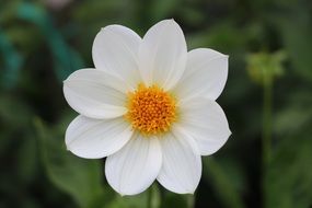 Macro photo of Dahlia flower in nature