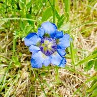 blue Clusius gentian in green grass