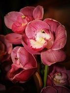 Picture of the orchids
