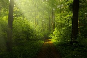 the sun's rays among the green forest