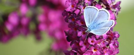 blue butterfly on a purple flower