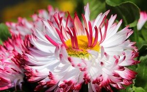 white-red flowers like lush daisies