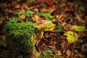 closeup photo of autumn mushroom on a stump