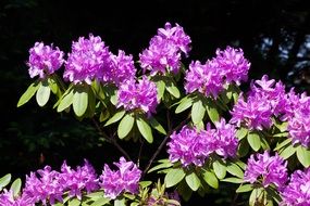 purple rhododendron flowers in summer