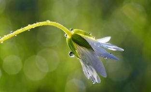 meadow flower in dew drops