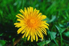 yellow flower on green grass close up