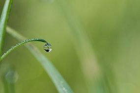 Close-up of the dew drop on a green blade of grass at blurred background