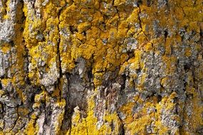 tree bark with lichen