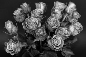 Black and white photo of the bouquet of the roses