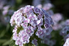 white purple carnation flowers