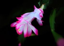 white pink rhipsalis flower