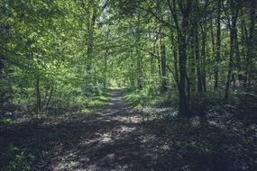 Forest Away Path