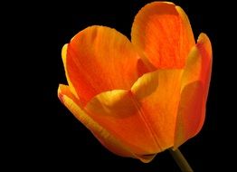 Orange tulip flower in the spring