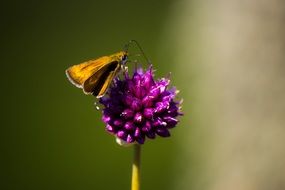 yellow Butterfly on purple Flower macro