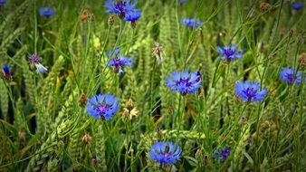 cornflowers on a green field with ears
