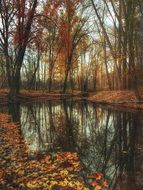 colorful autumn leaves in the pond