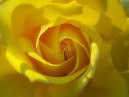 yellow rose bud in nature