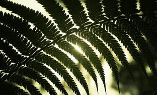 fern Leaves at back light
