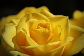 Close-up of the beautiful yellow rose bud for valentines day