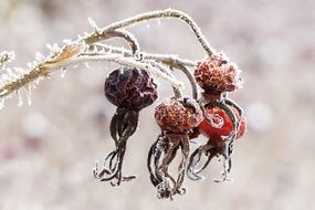 Frosty red rose hips