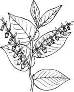 painted flower with buds