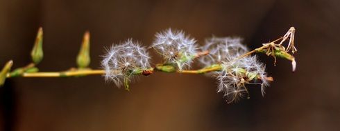 Close-up of the beautiful branch with white dandelion flowers