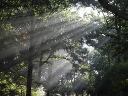 Sunbeams through morning mist in Deciduous Forest