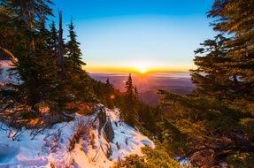 Landscape of pine tree forest on a mountain at the sunset