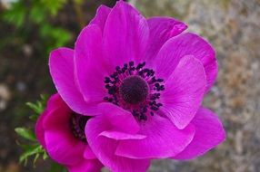 bright purple anemones on a stalk close up