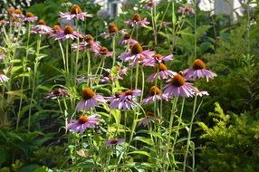 echinacea flowers in the garden in the shade