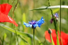 blue wildflowers among red poppies close-up