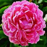 closeup of a pink peony