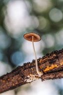 wild mushroom on a tree branch