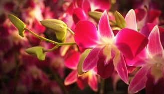 tropical orchid flower