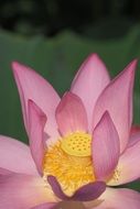 beautiful tender pink lotus closeup