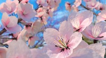 Beautiful pink and white flowers on a tree branch against the sky